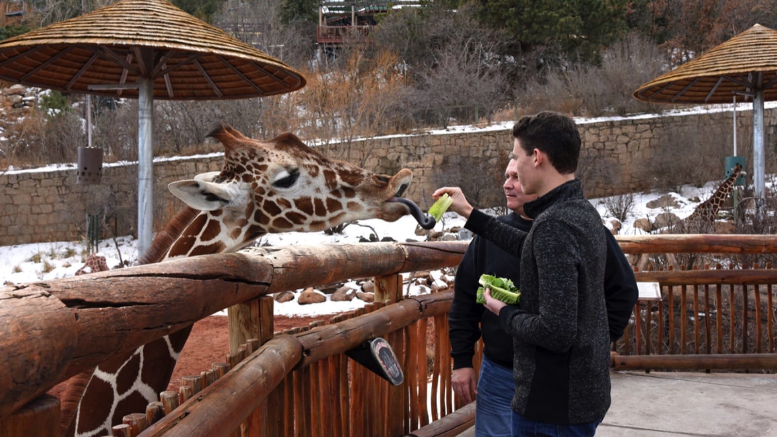 Father and son feeding giraffe in zoo