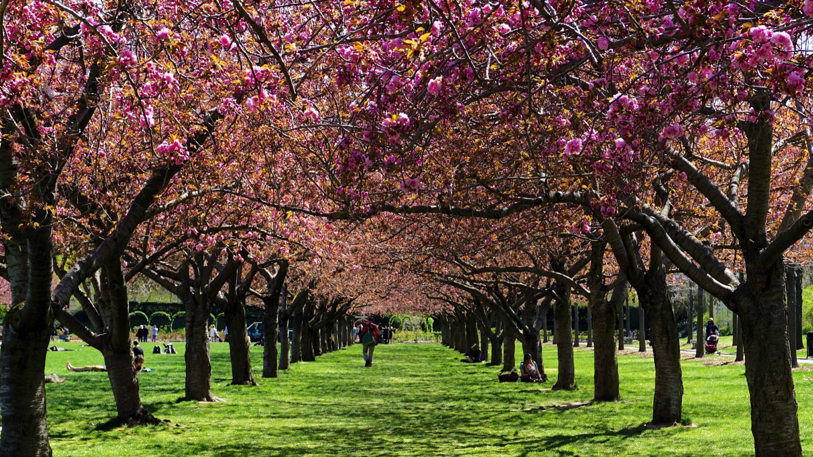 Brooklyn Botanic Garden