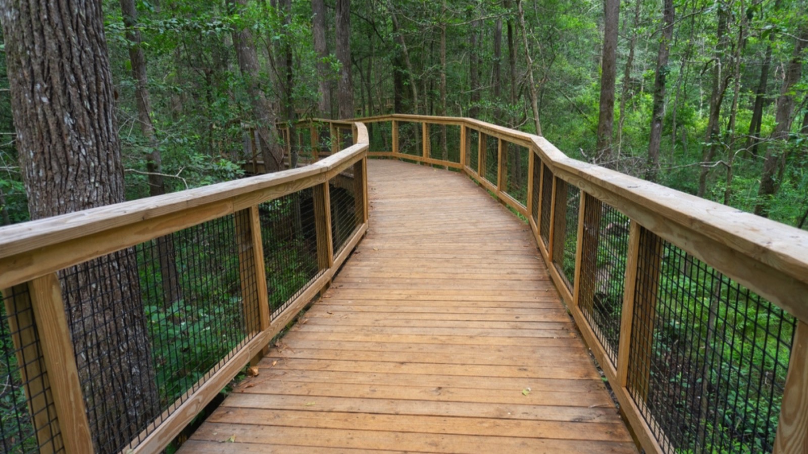 Congaree National Park, South Carolina