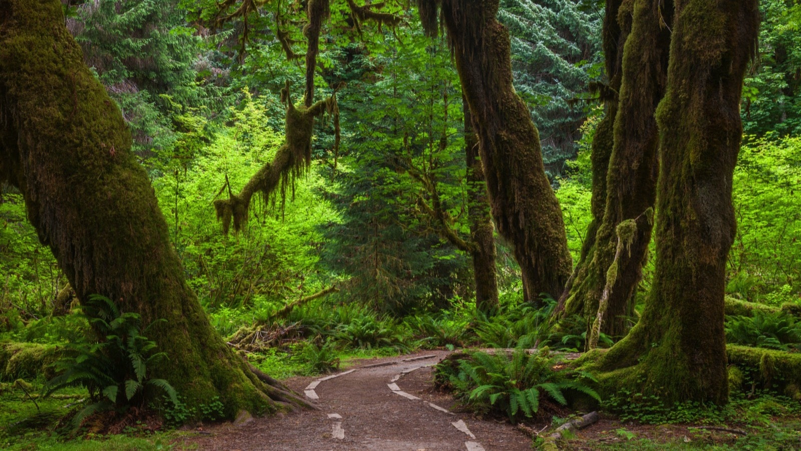 Hoh Rain Forest, Washington