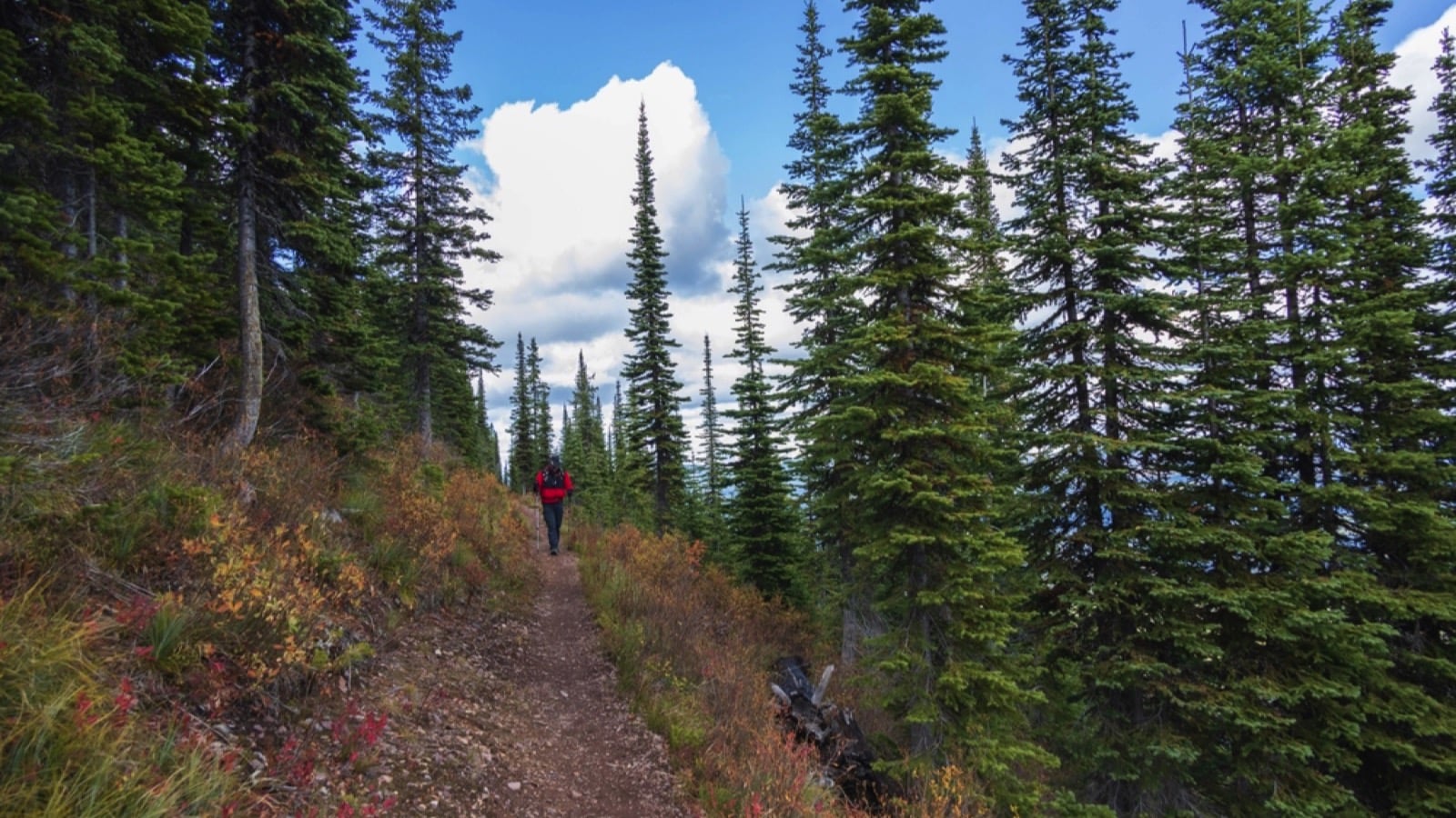 Huckleberry-Trail-Glacier-National-Park