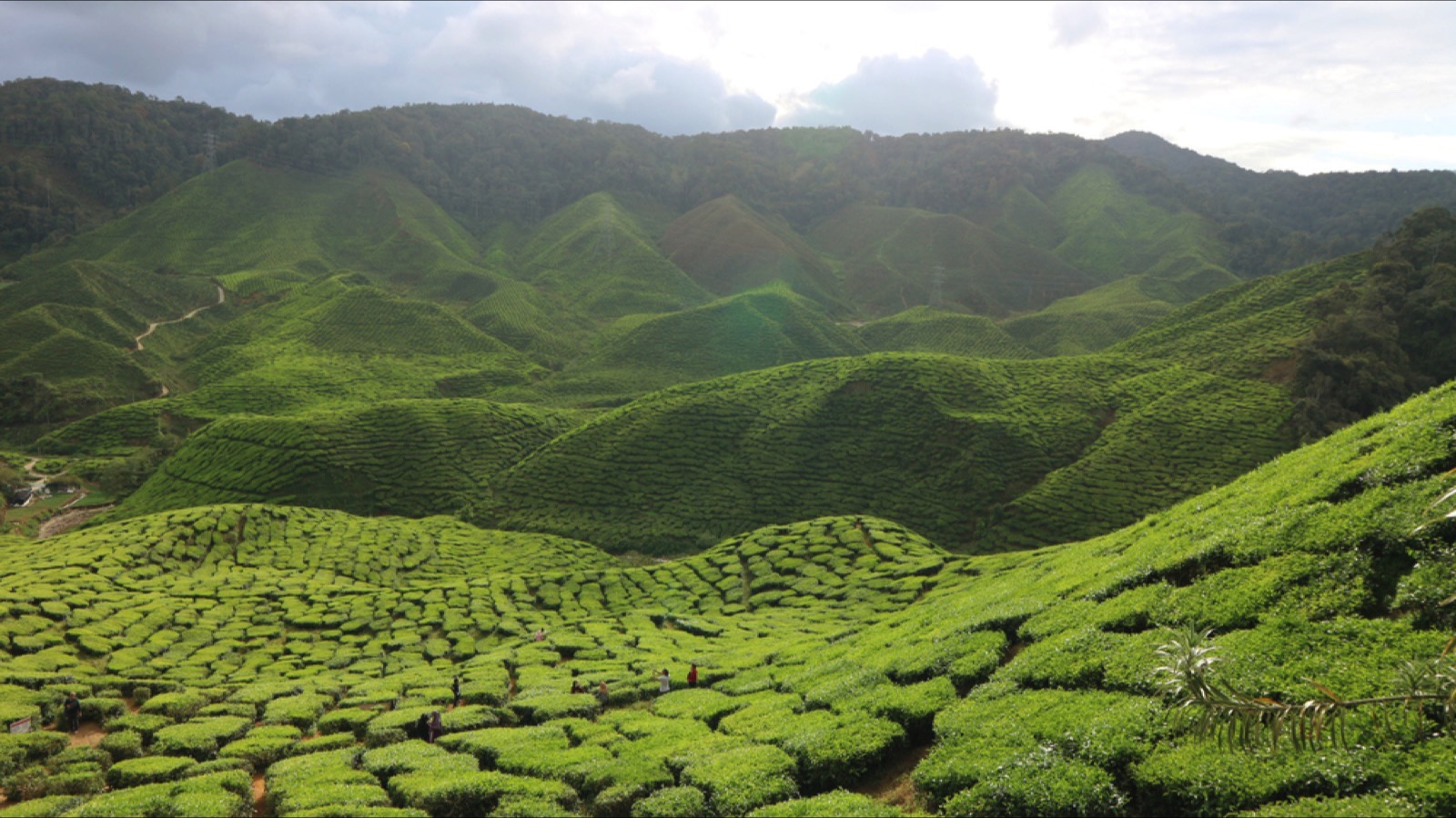 Cameron Highlands, Malaysia