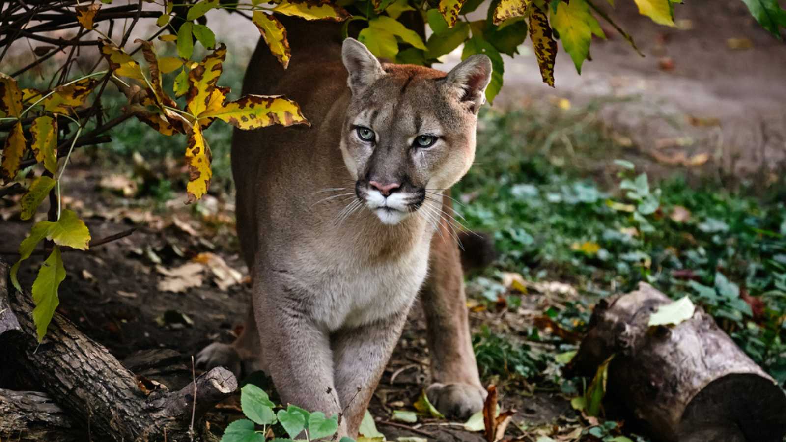 Cougar