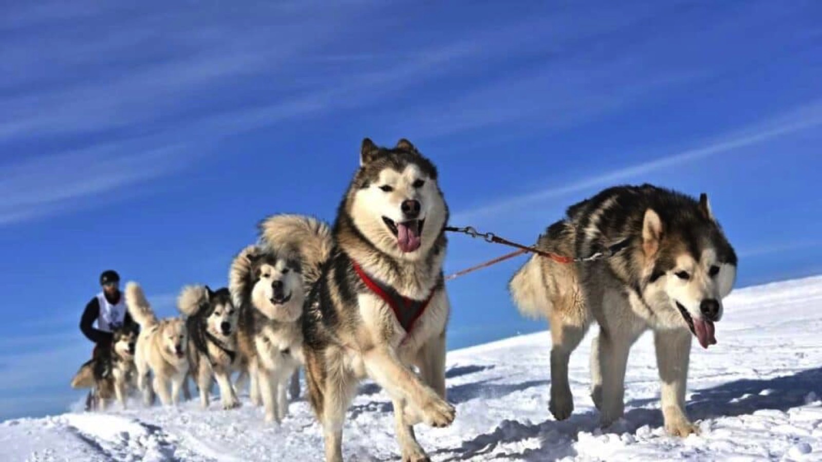 Sledge dogs