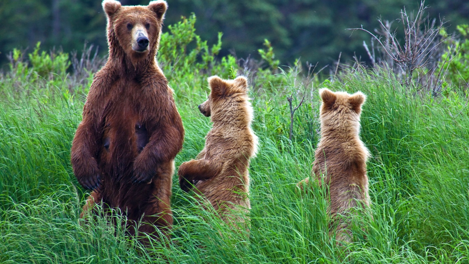 Grizzlies at Katmai Falls in Alaska