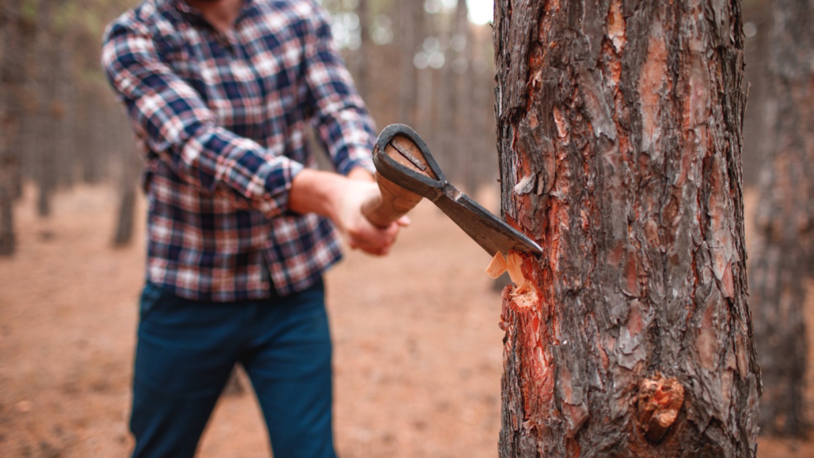 Man cutting trees