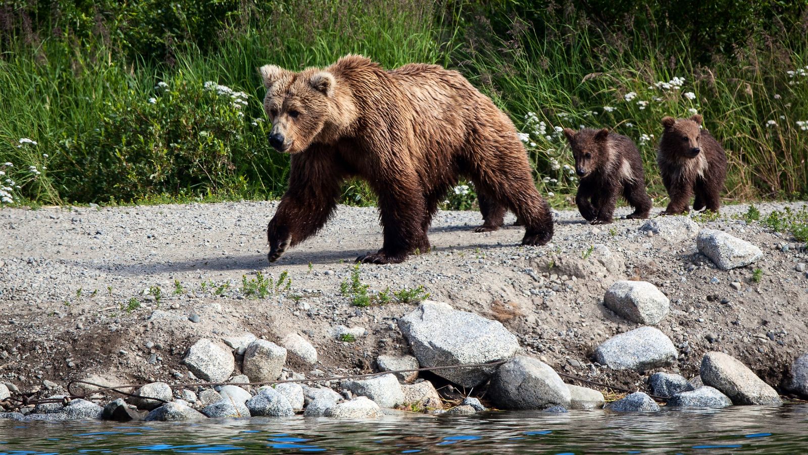 Spring cubs follow thier mother along the shore of Brooks River, Katmai National Park, Alaska