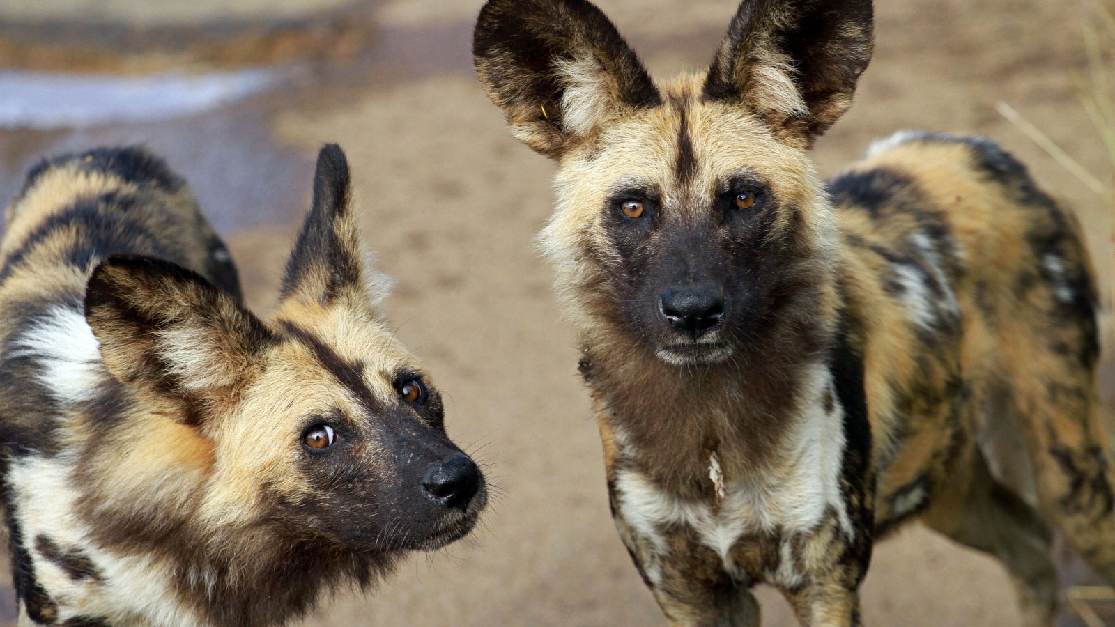 Wild Dogs