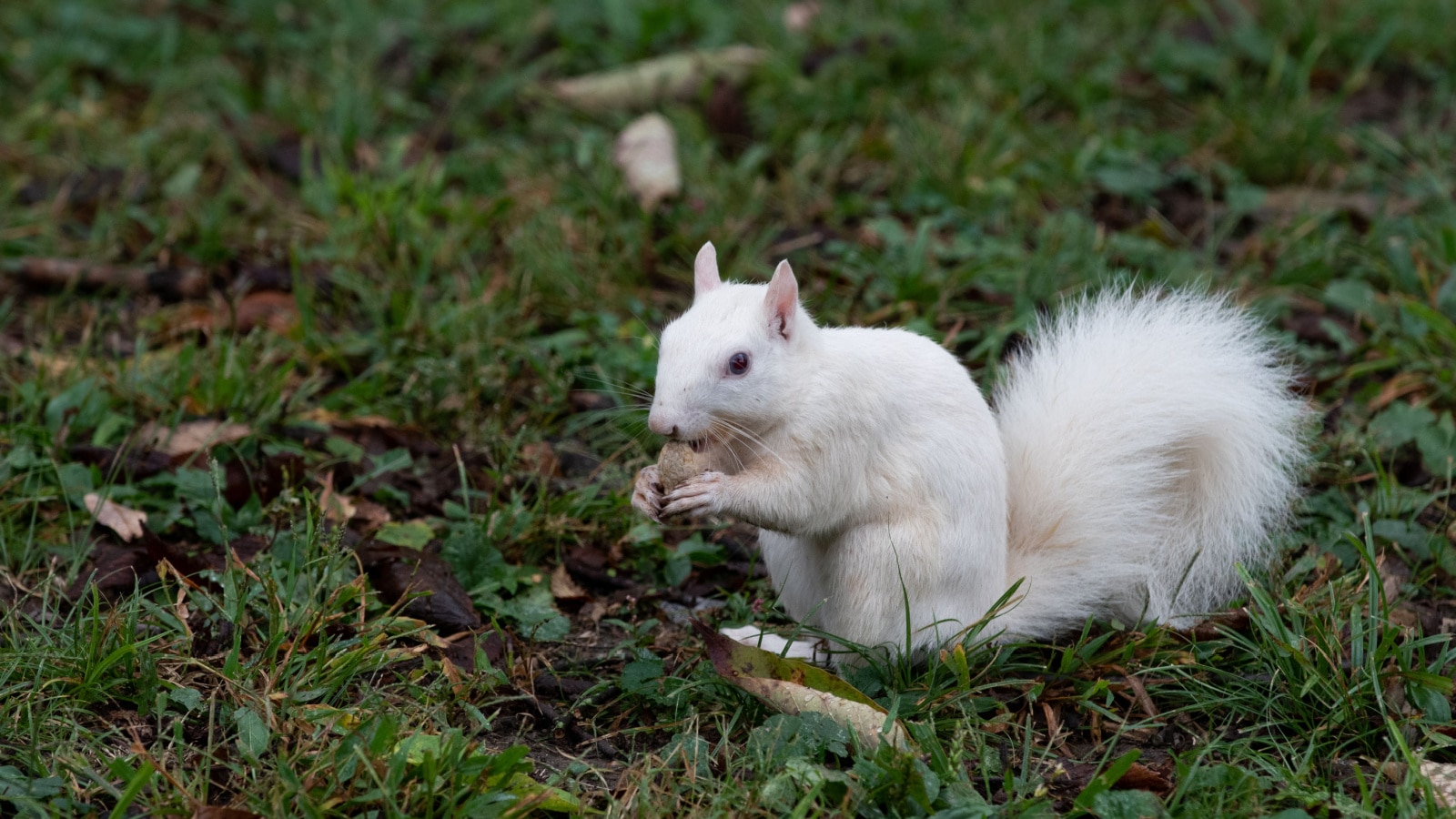 Wild Albino Squirrels in Olney, Illinois