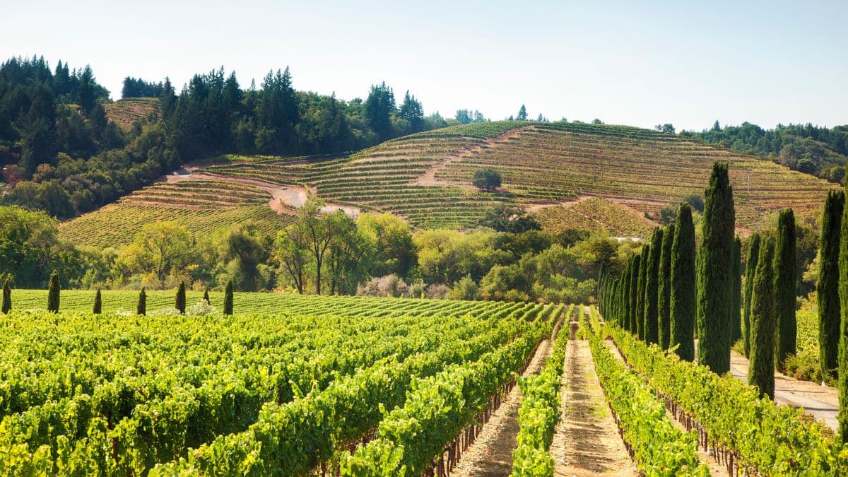 vineyards in napa valley