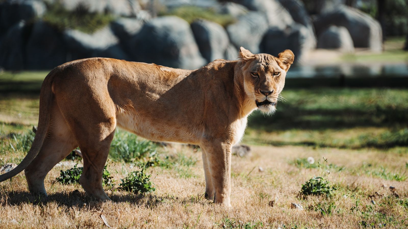 A beautiful lioness at the Chaffee Zoo on a sunny day