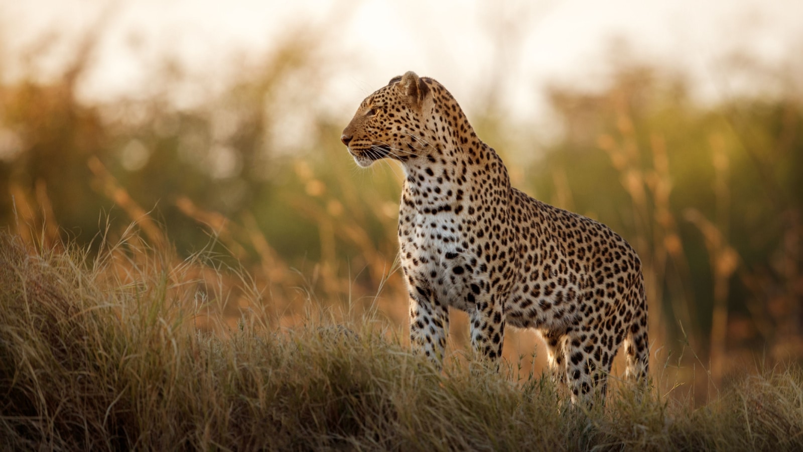 African Leopard