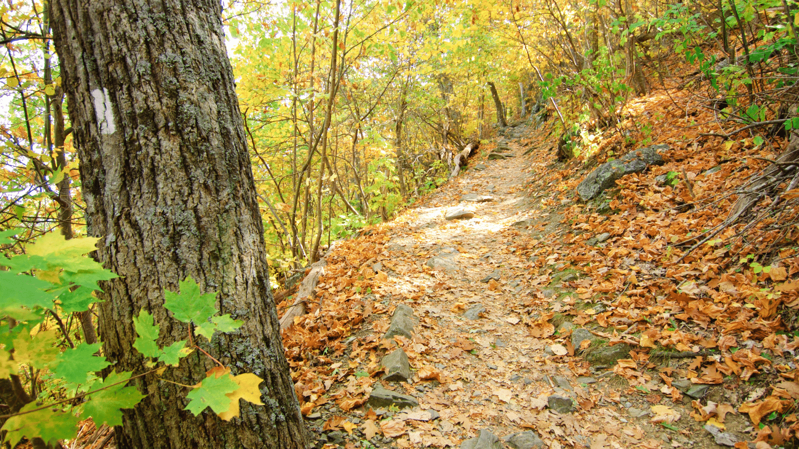 Appalachian-Trail-U.S