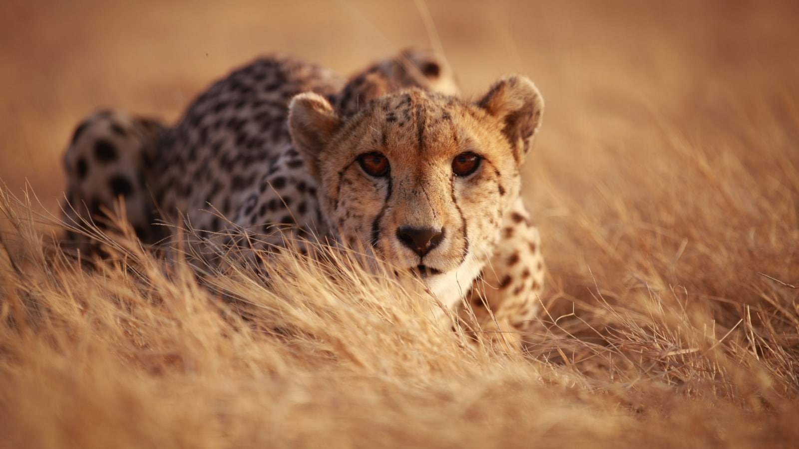 Cheetah