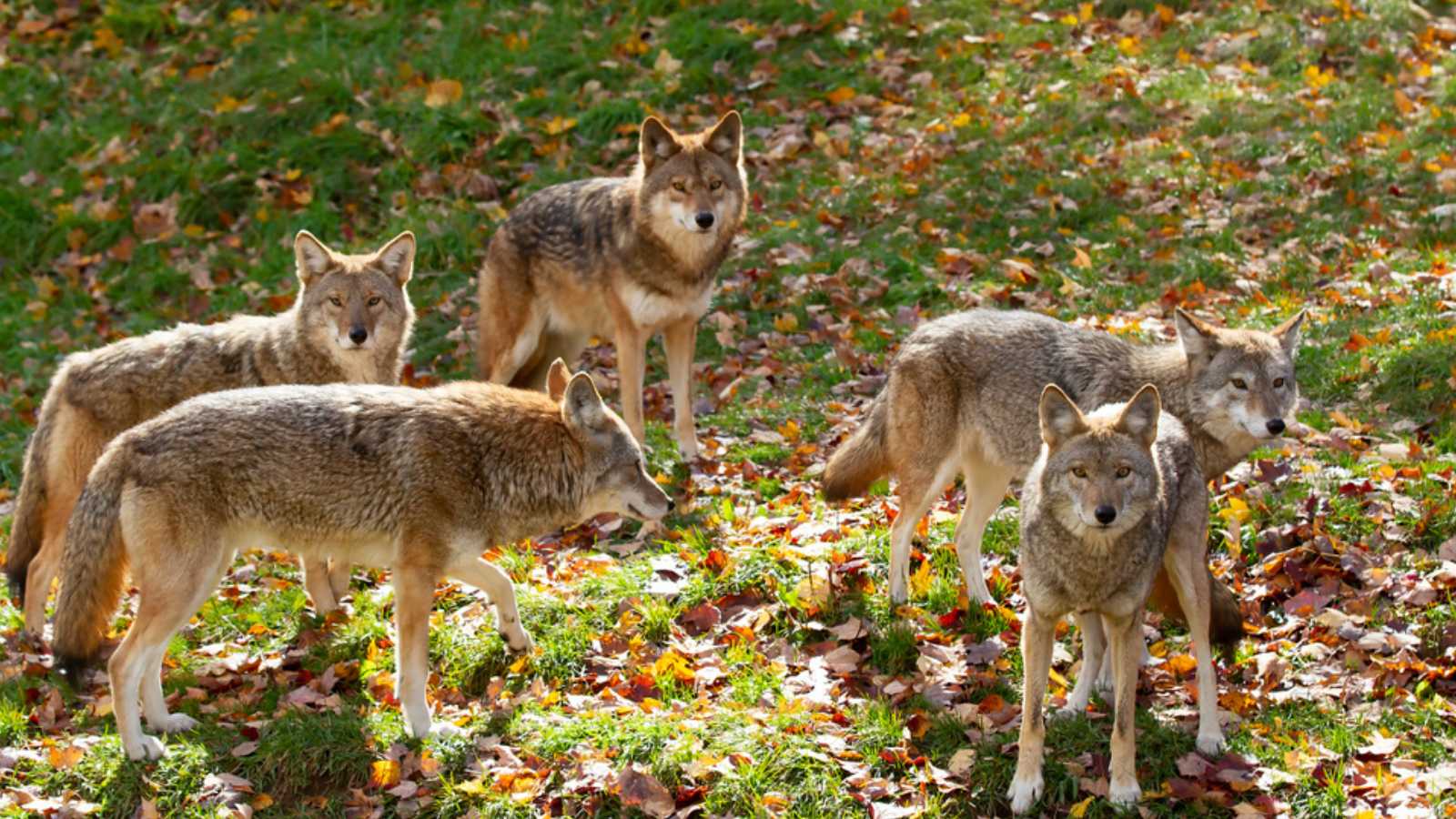 Coyote pack (Canis latrans) standing in a grassy green field in the golden light of autumn in Canada