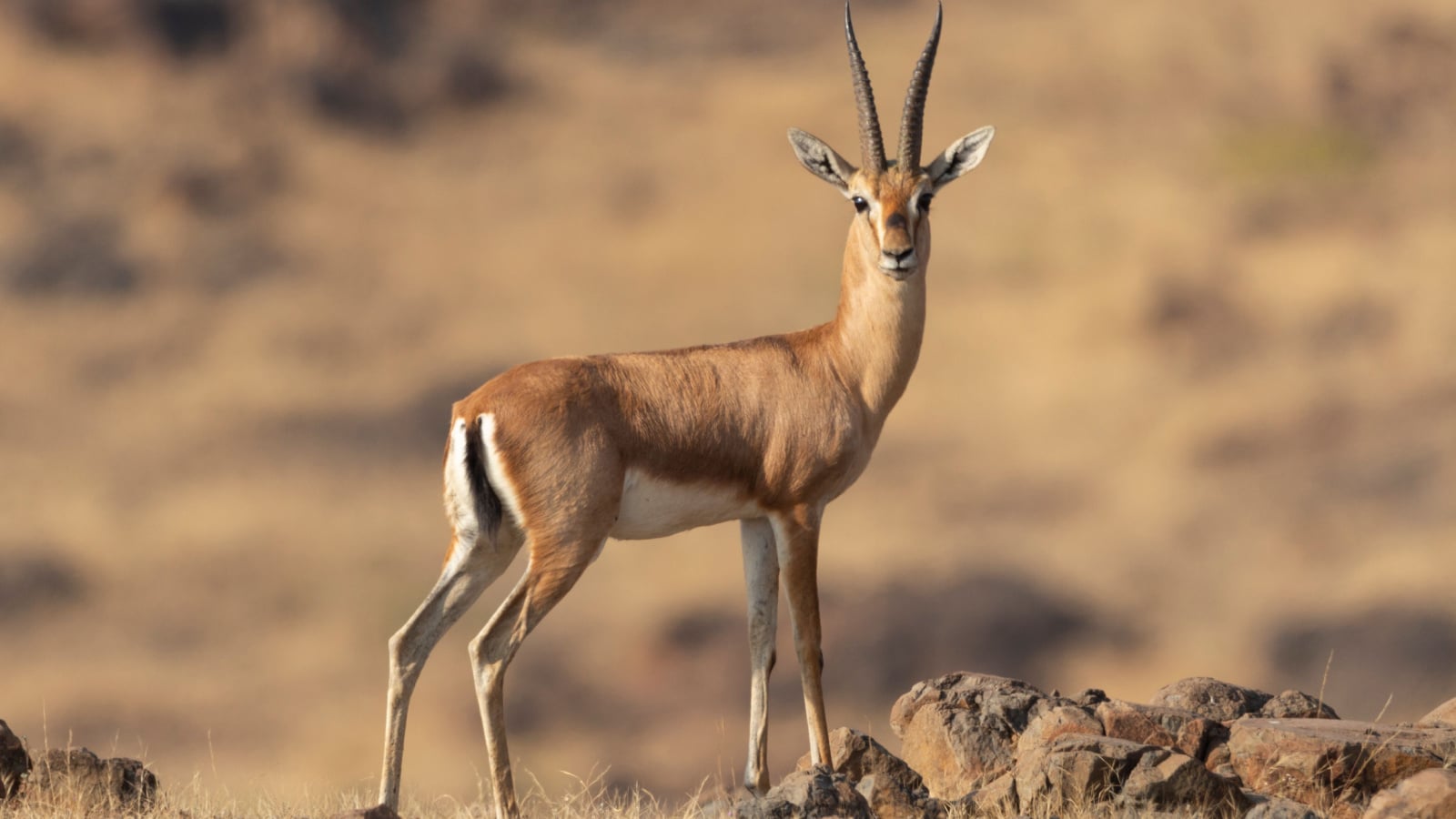 Gazelle