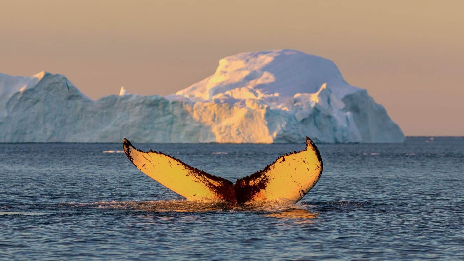 Hans Island