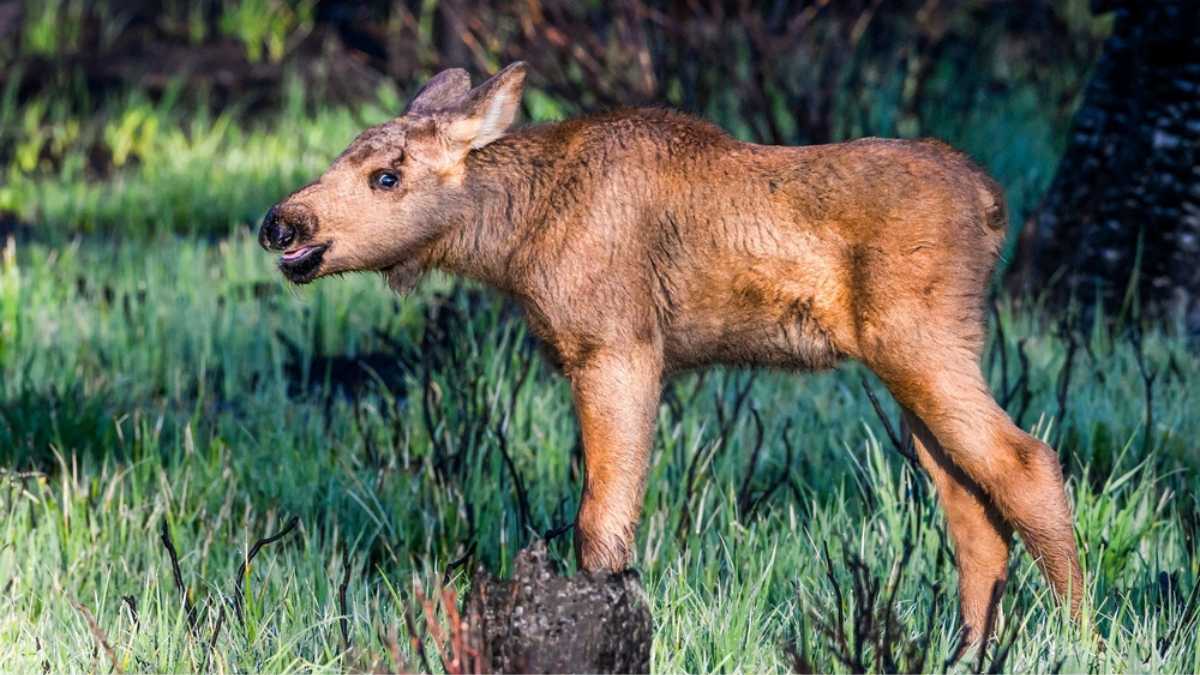 Moose-in-FOrest