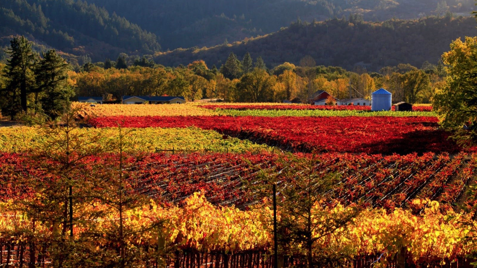 Napa-Valley-California