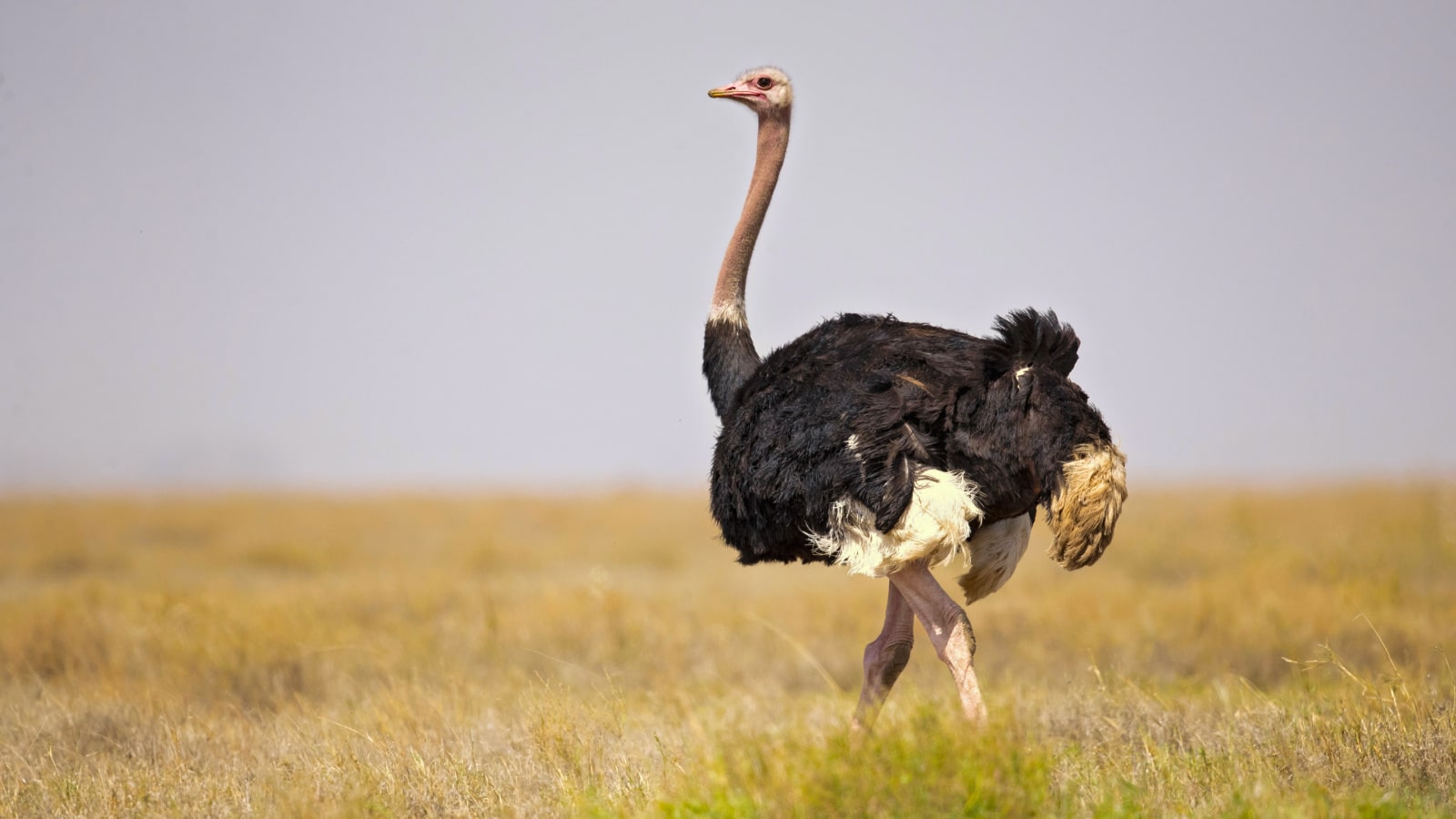 Ostrich