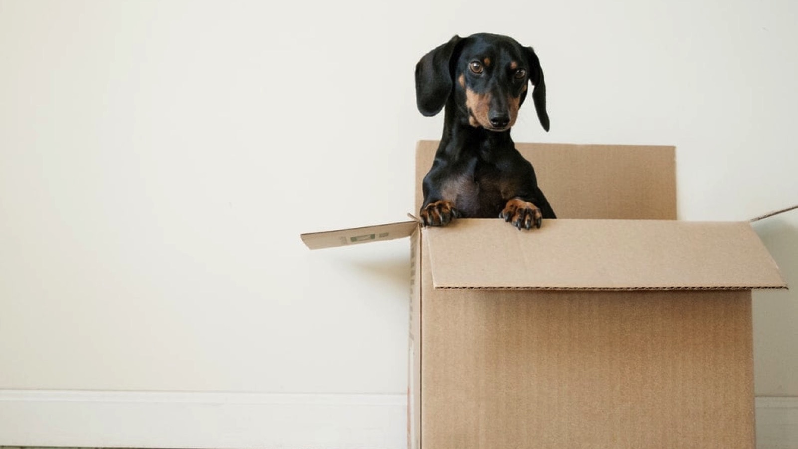 Pet-Supplies-Wiener-Dog-in-Box