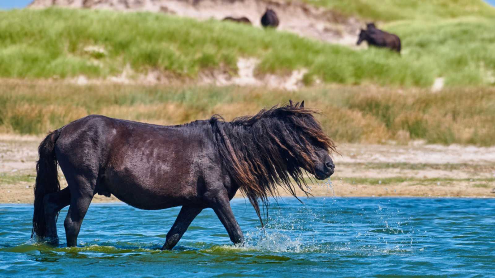 Wild Horse of Sable island Nova Scotia