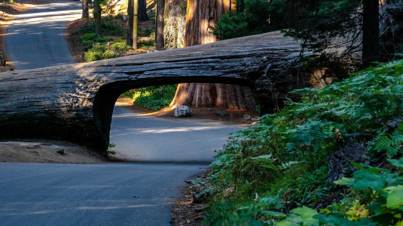 Sequoia and Kings Canyon National Park, an American national park in the southern Sierra Nevada east of Visalia, California