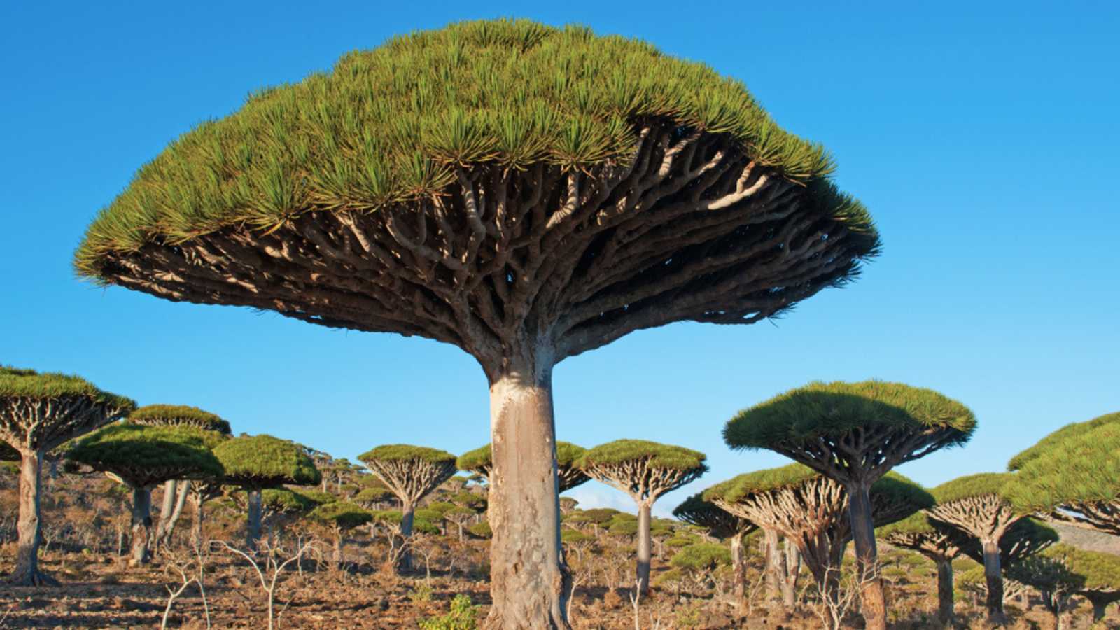 Socotra