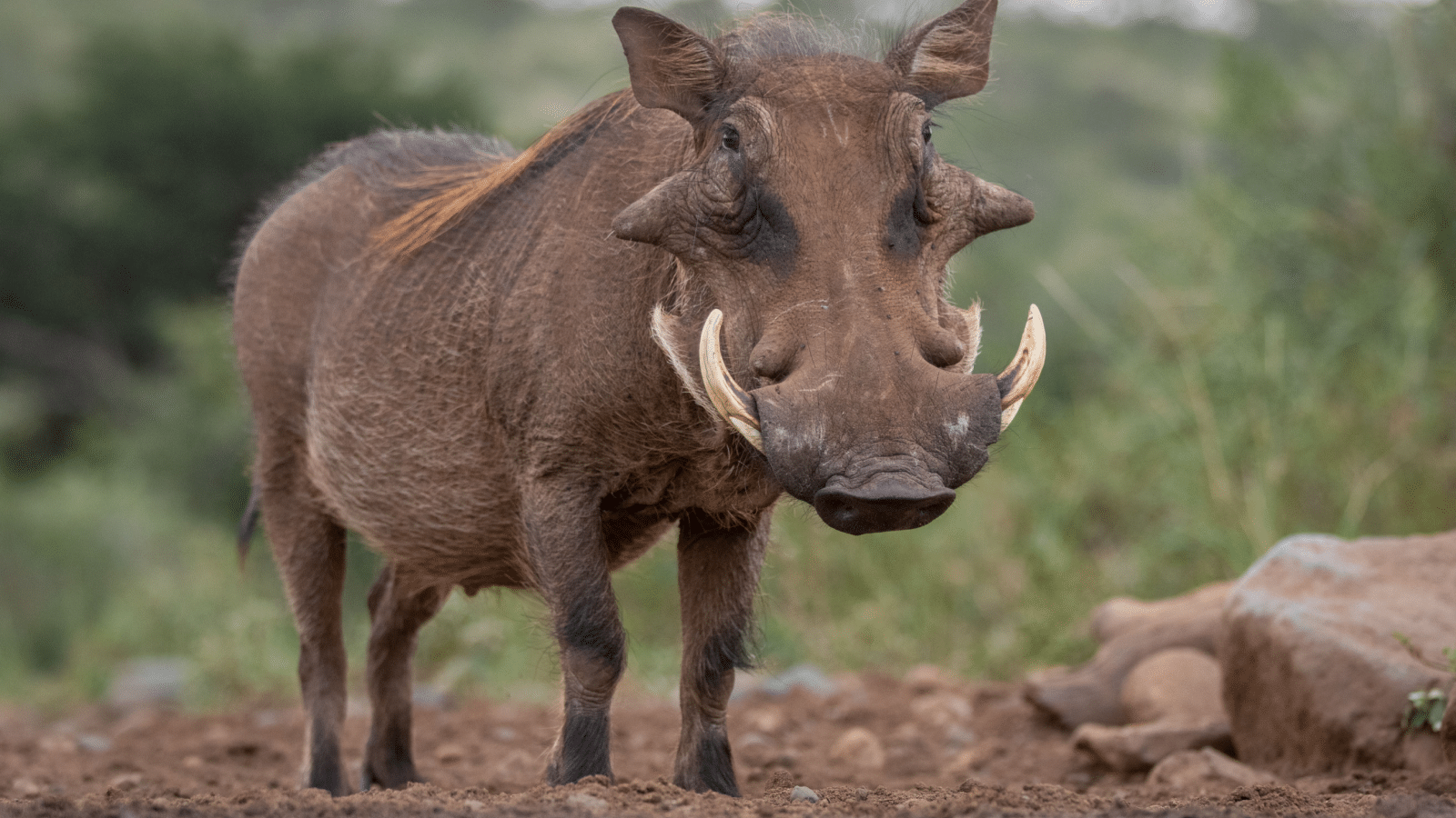 Warthog