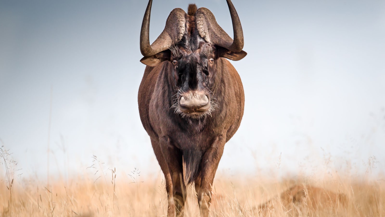 Wildebeest