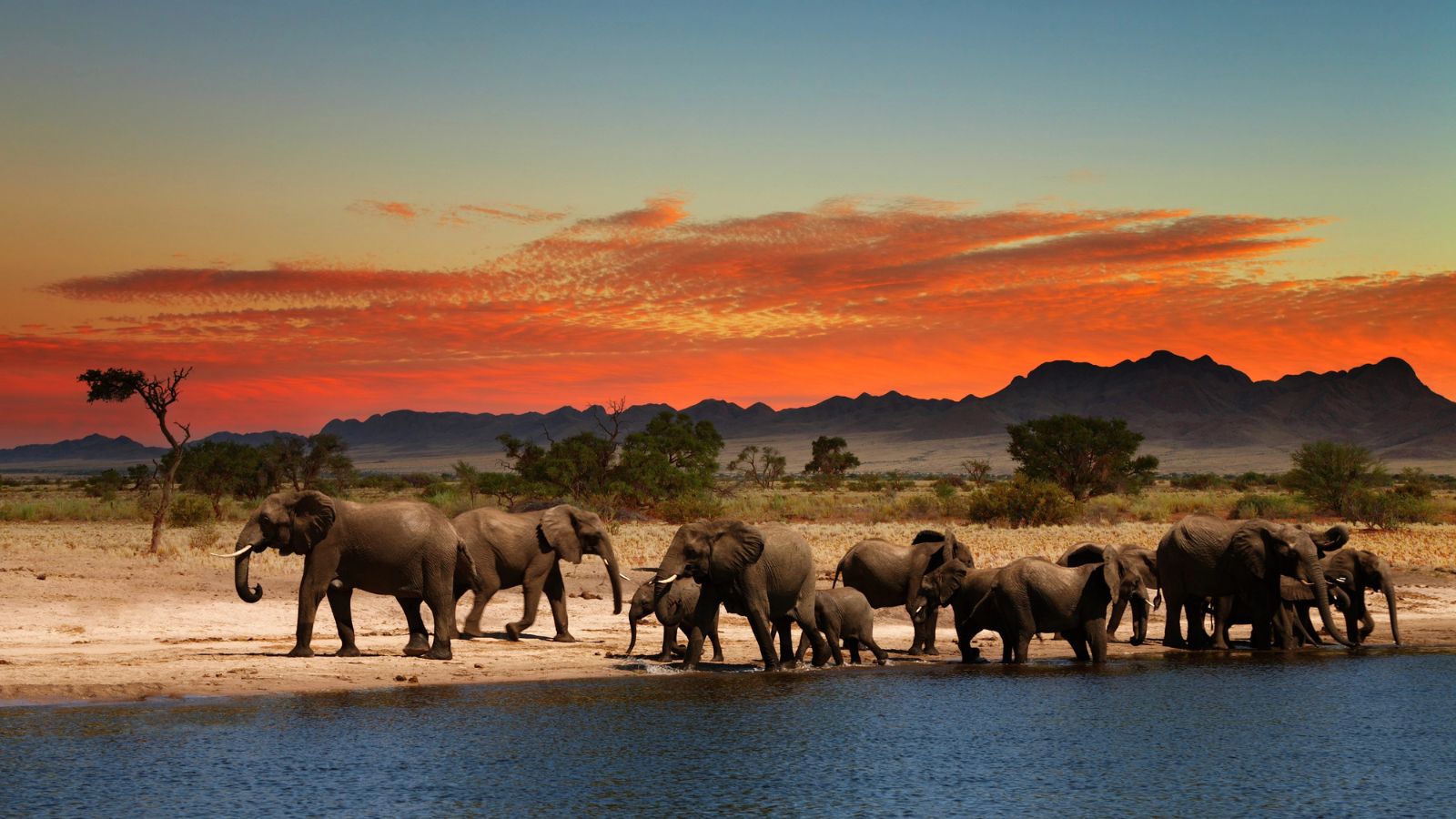 Herd of elephants in african savanna