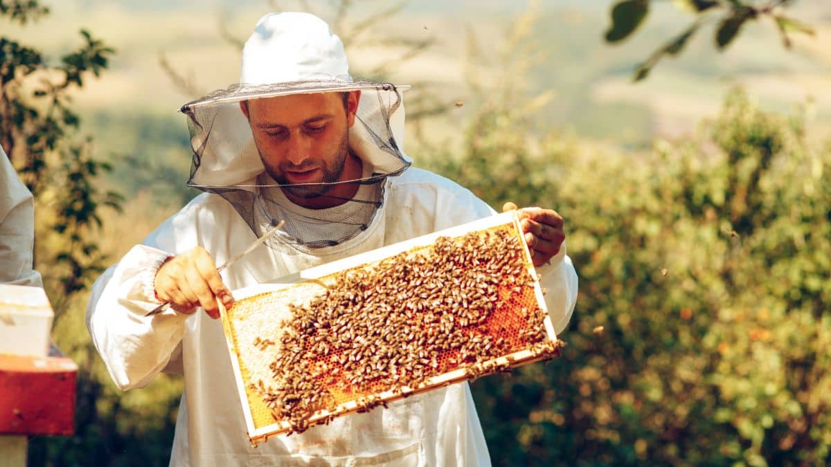 beekeeper