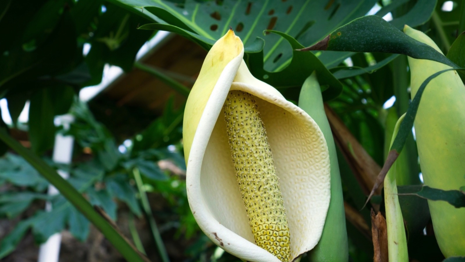 fruit of the Monstera