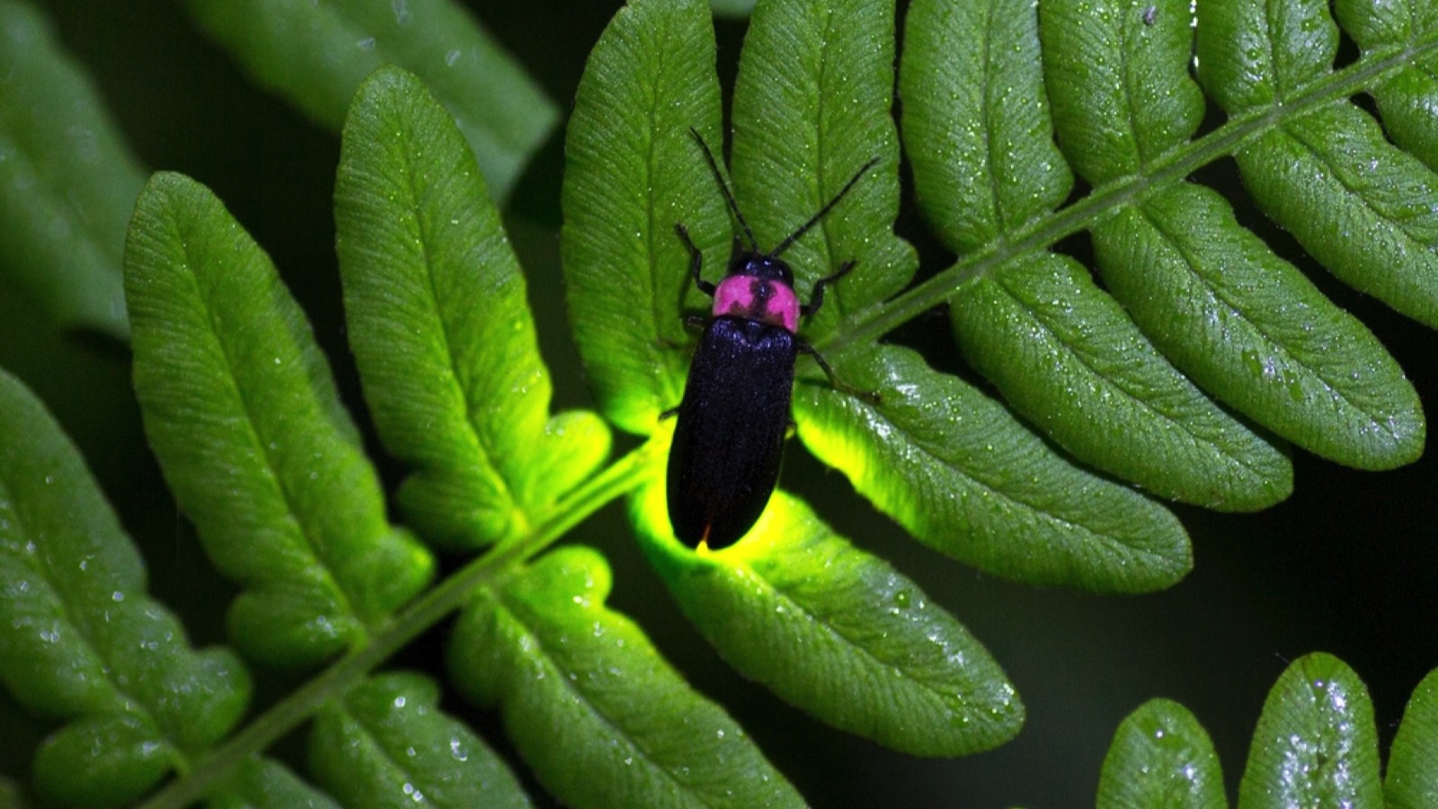 lightning bug