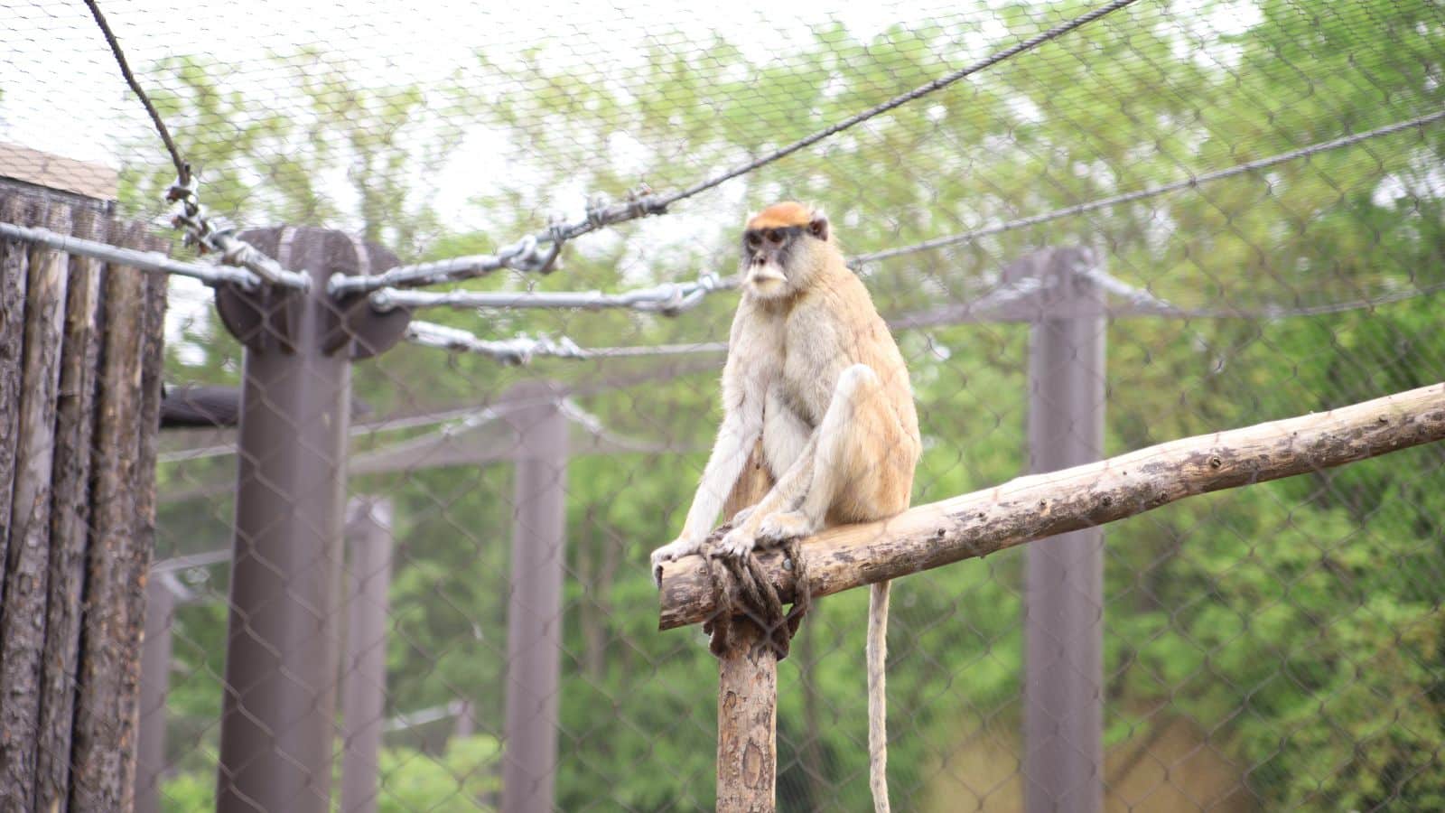 monkey on wooden bars in Topeka zoo