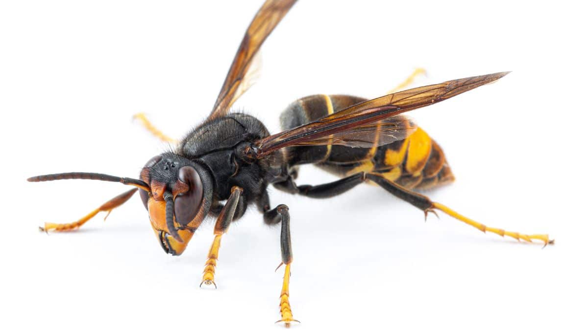 Asian-Hornets