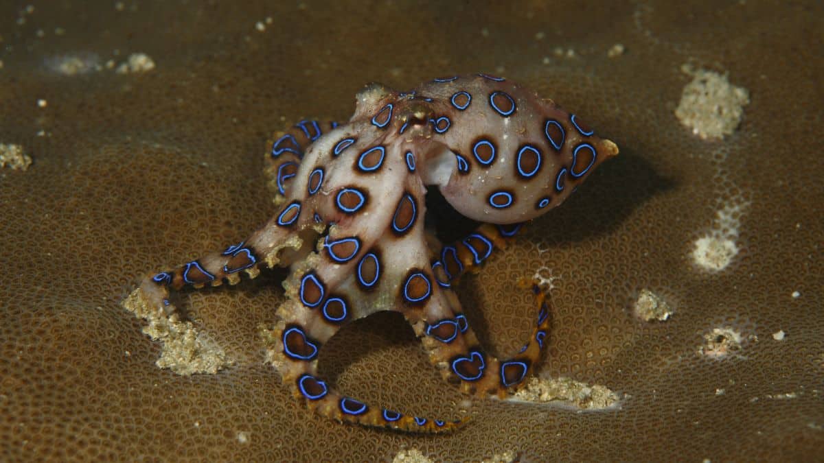 Blue-ringed-octopus