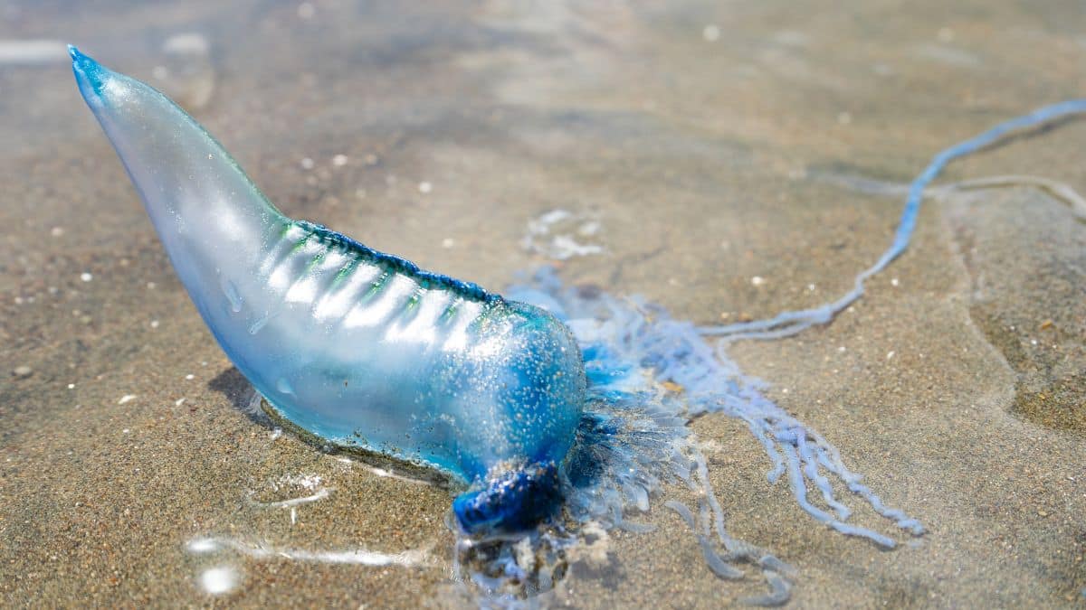 Bluebottle-Jellyfish