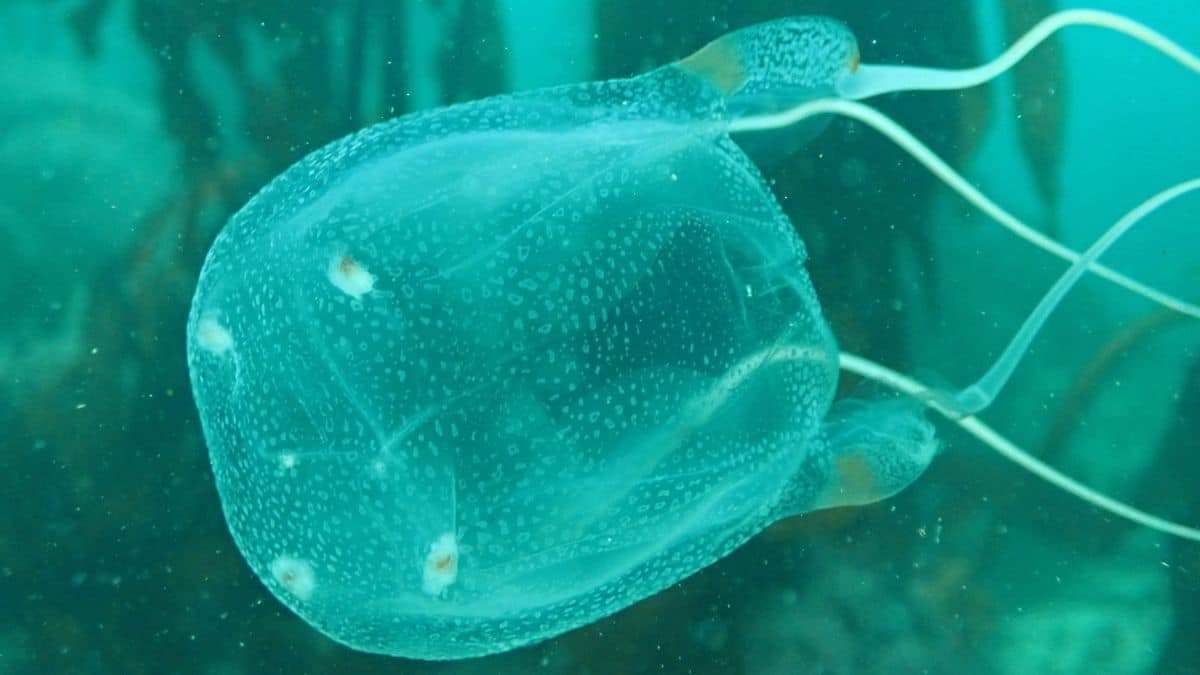 Box-Jellyfish