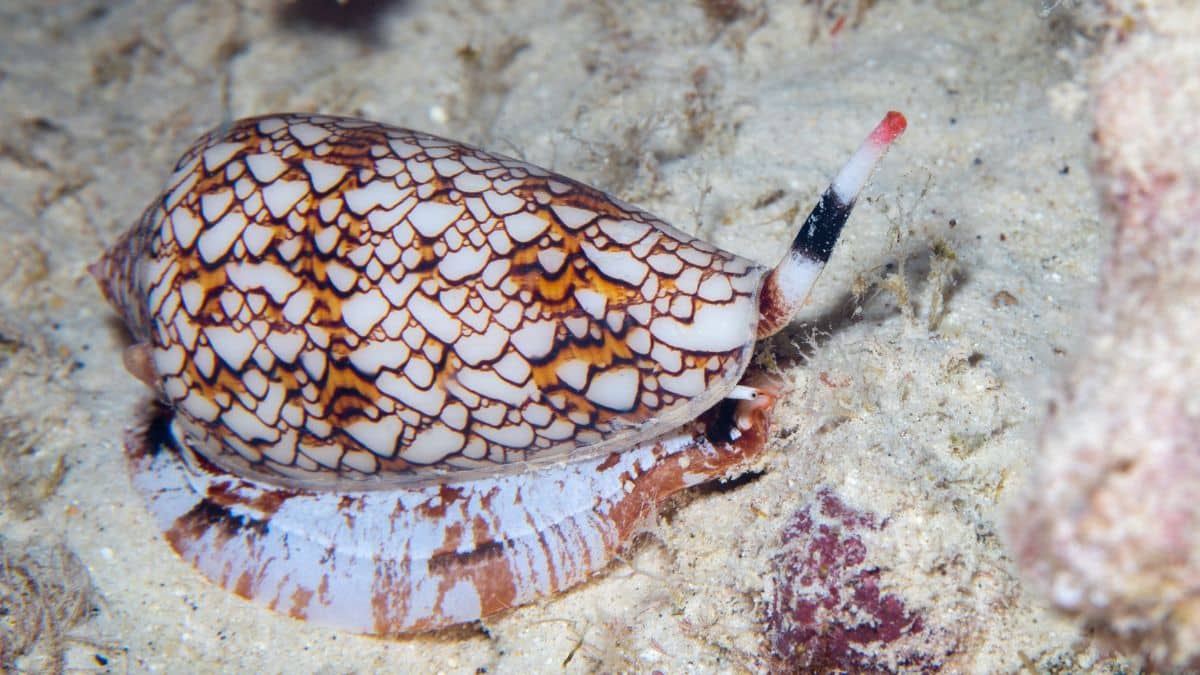 Cone-Snails