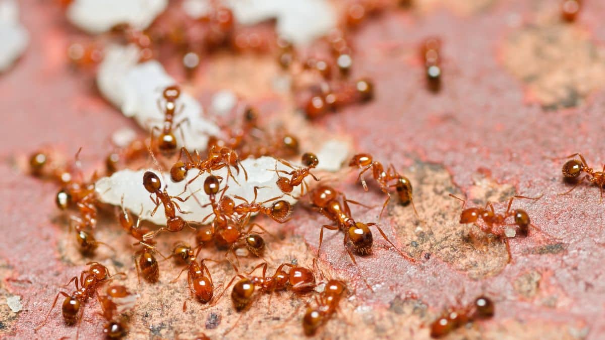 Fire-Ants