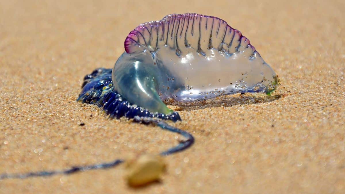 Portuguese-Man-of-War