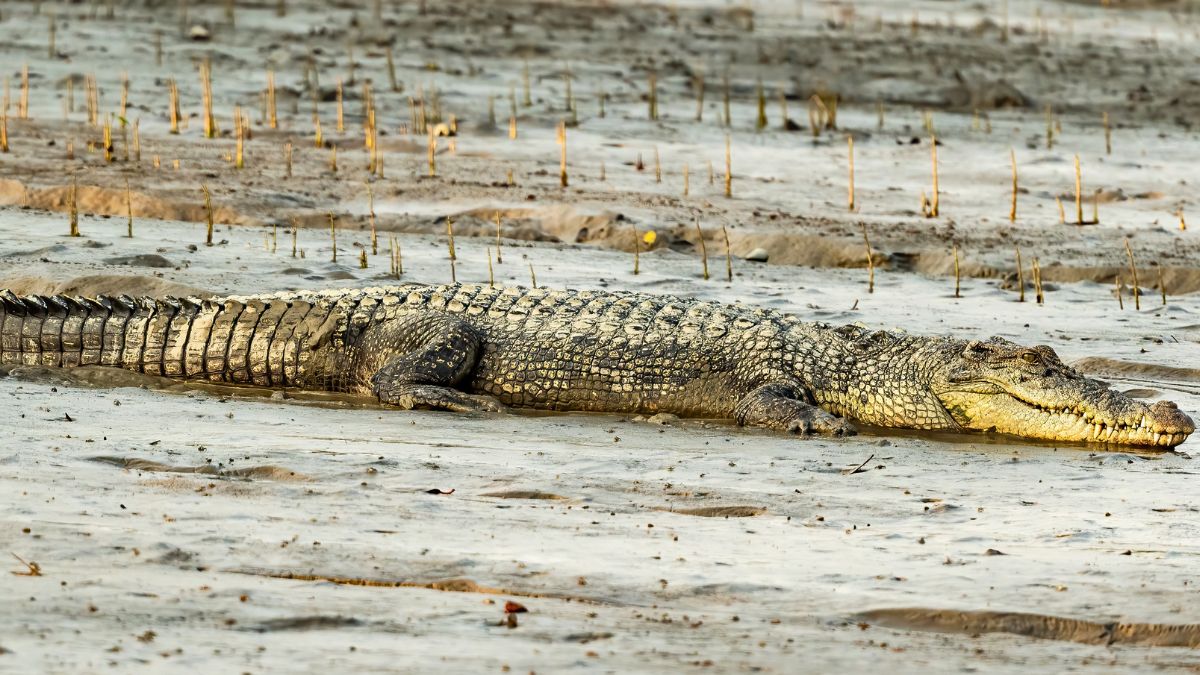 Saltwater-Crocodile