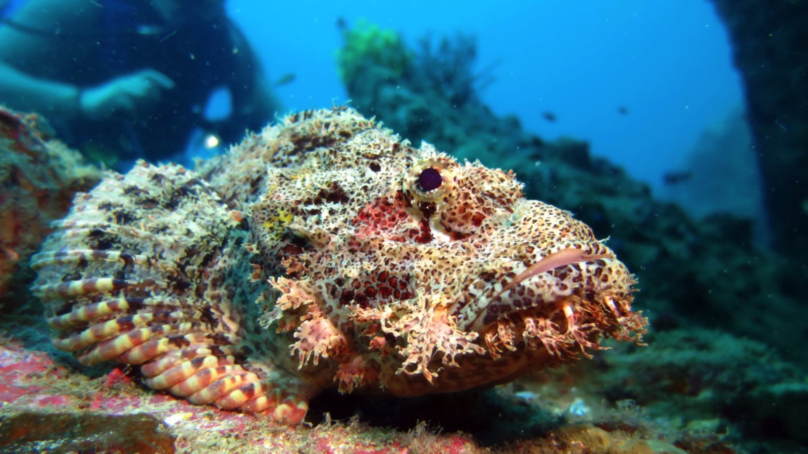 Stonefish