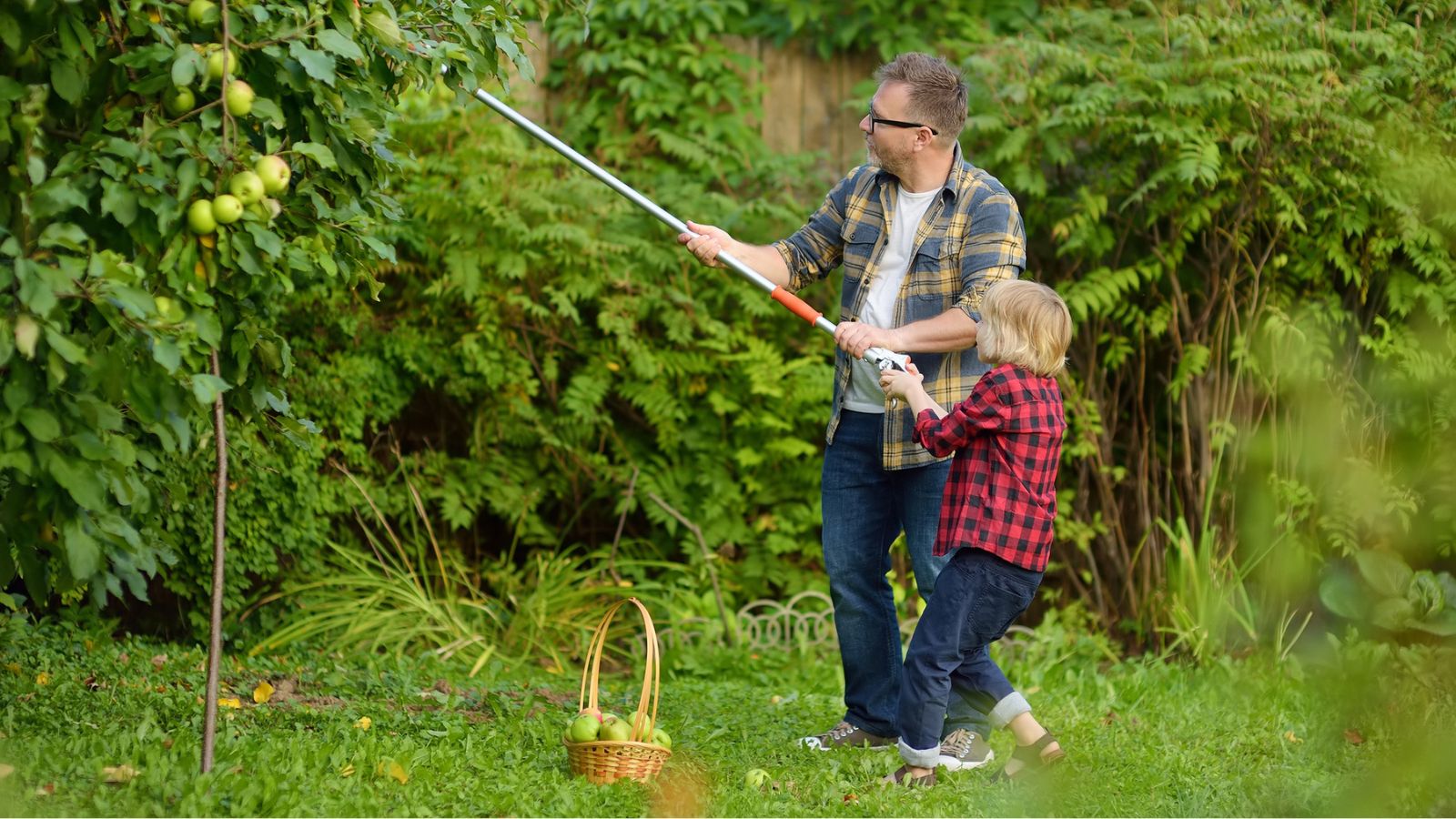 father and son using stick grabber to get fruit from tree