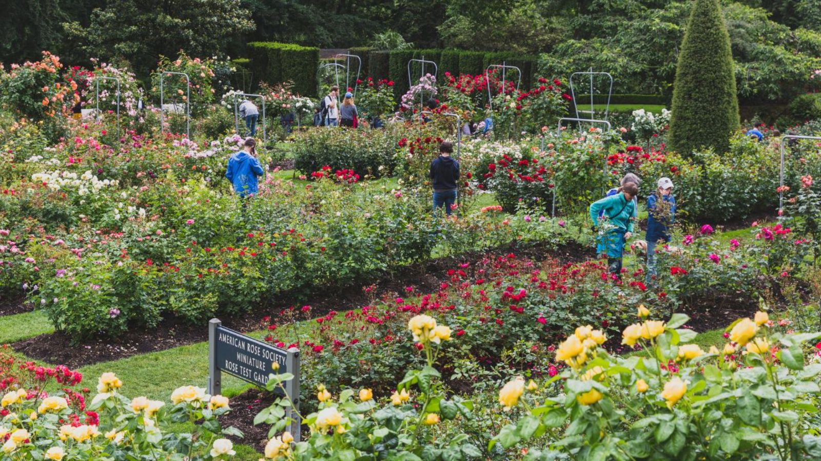 Locals viewing roses at International Rose Test Garden